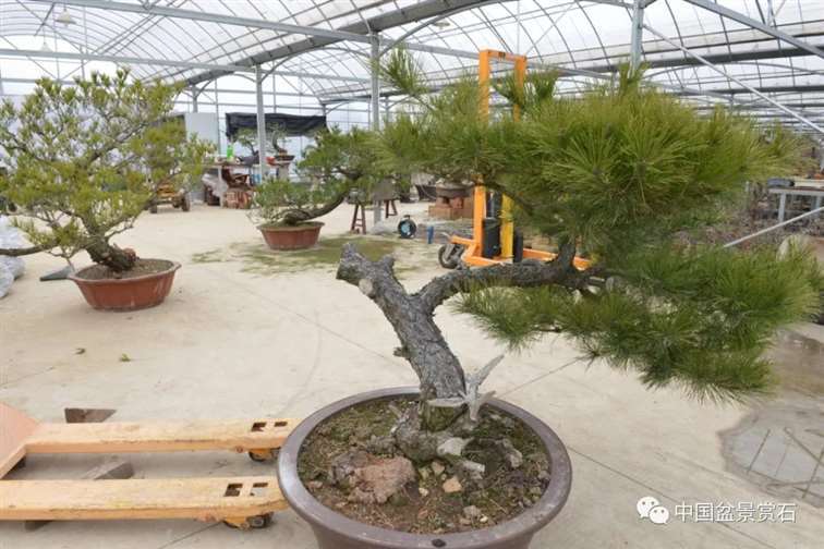 图解 赤松老桩怎么制作成盆景21个过程