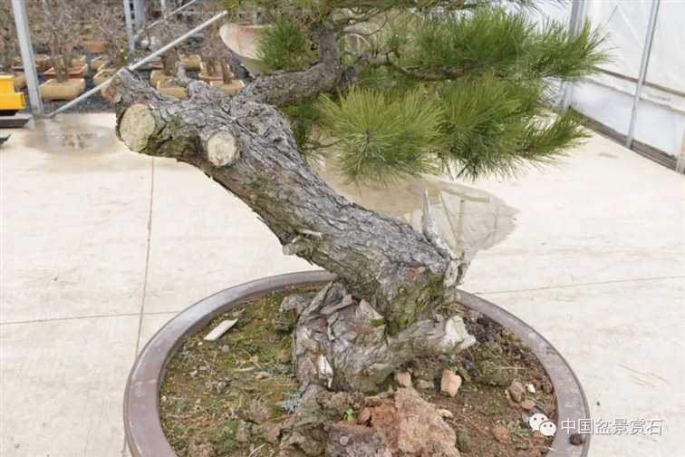 图解 赤松老桩怎么制作成盆景21个过程