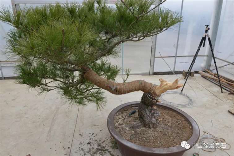 图解 赤松老桩怎么制作成盆景21个过程