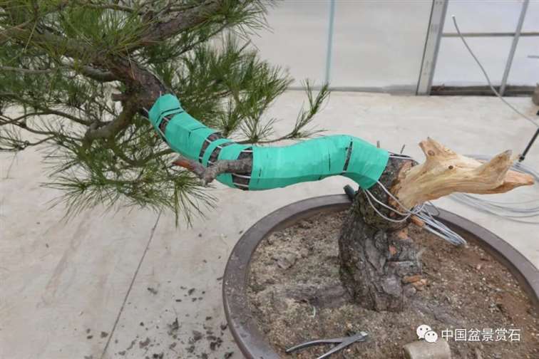 图解 赤松老桩怎么制作成盆景21个过程