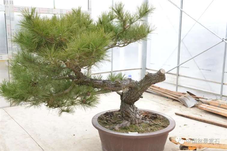 图解 赤松老桩怎么制作成盆景21个过程