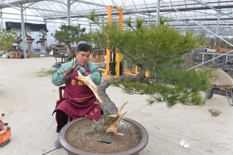 图解 赤松老桩怎么制作成盆景21个过程