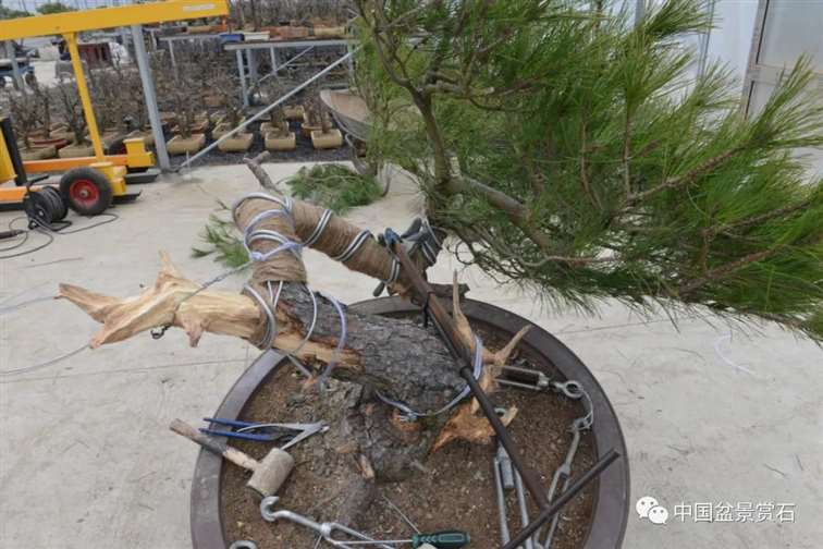 图解 赤松老桩怎么制作成盆景21个过程