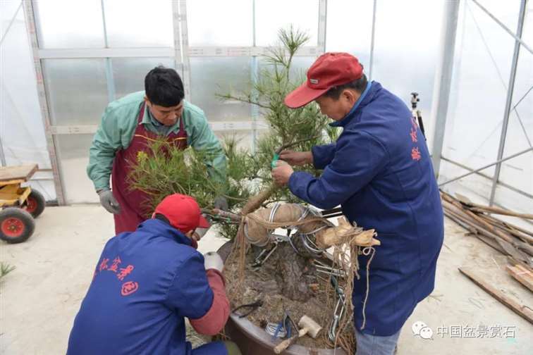 图解 赤松老桩怎么制作成盆景21个过程