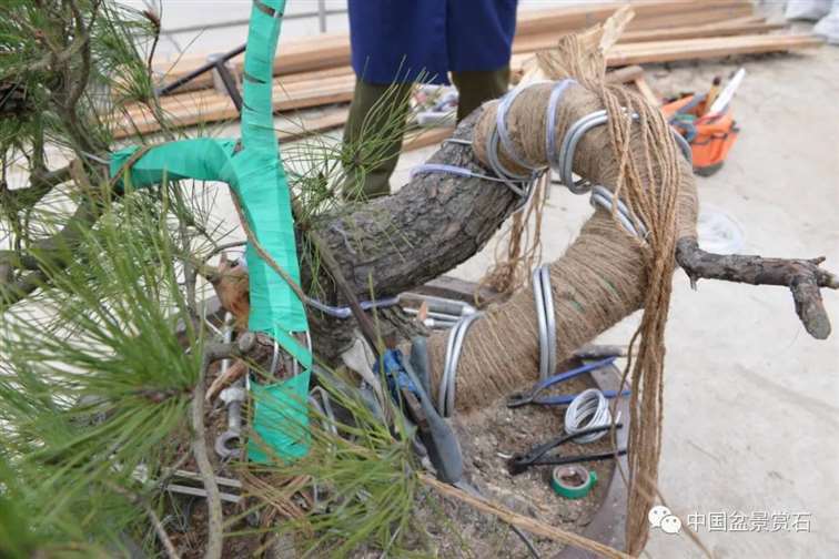 图解 赤松老桩怎么制作成盆景21个过程