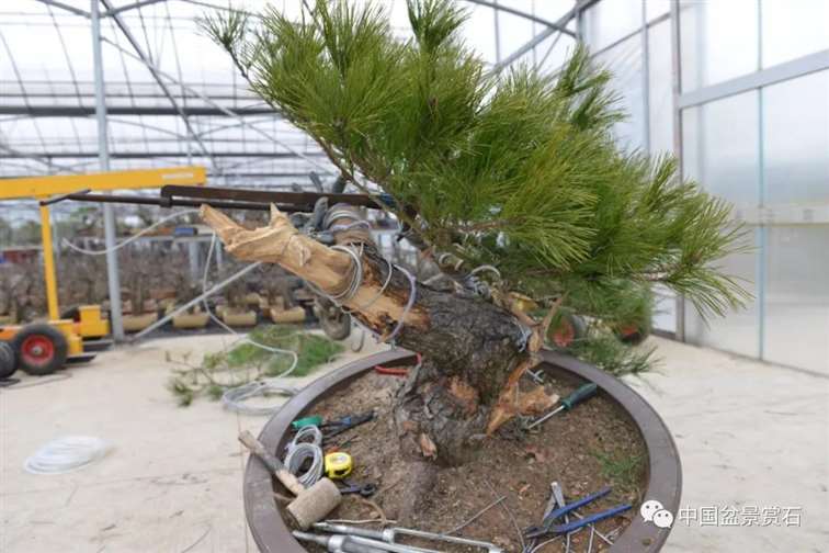 图解 赤松老桩怎么制作成盆景21个过程