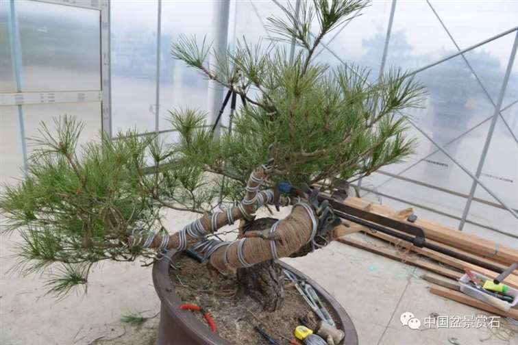 图解 赤松老桩怎么制作成盆景21个过程