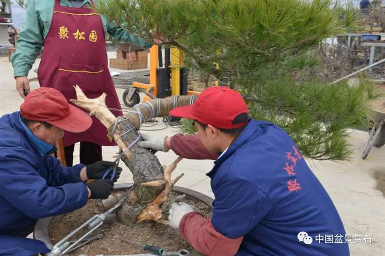 图解 赤松老桩怎么制作成盆景21个过程