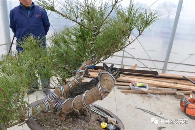图解 赤松老桩怎么制作成盆景21个过程