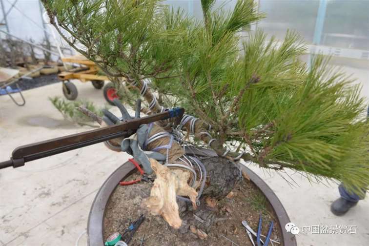 图解 赤松老桩怎么制作成盆景21个过程