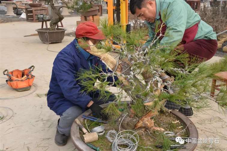 图解 赤松老桩怎么制作成盆景21个过程