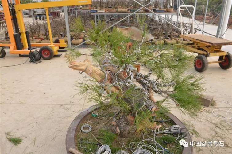 图解 赤松老桩怎么制作成盆景21个过程