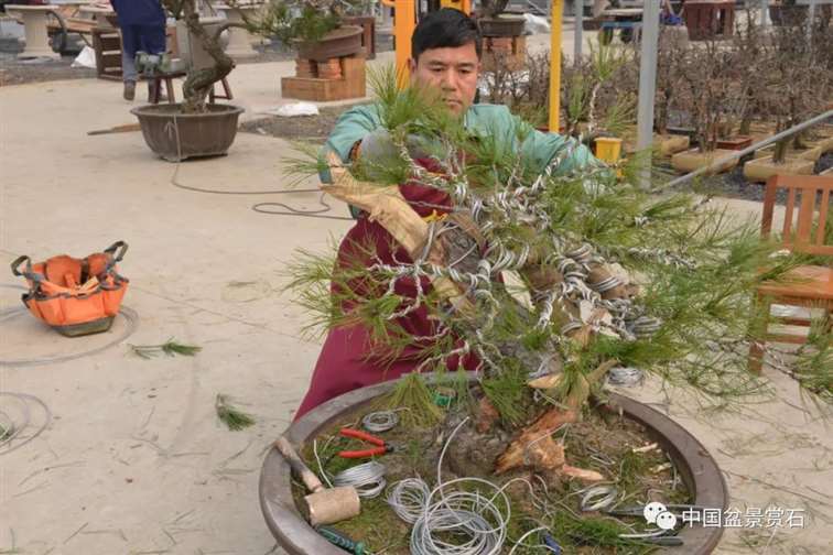 图解 赤松老桩怎么制作成盆景21个过程