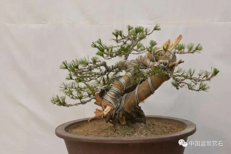 图解 赤松老桩怎么制作成盆景21个过程