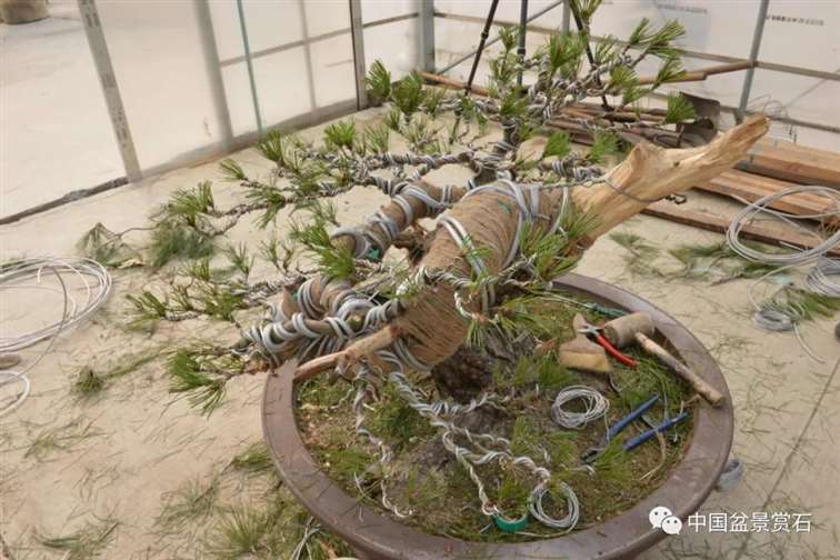 图解 赤松老桩怎么制作成盆景21个过程