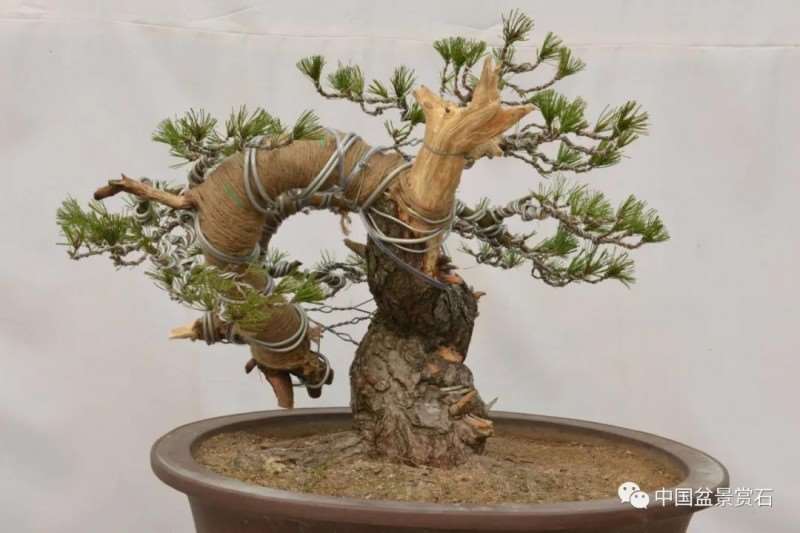 图解 赤松老桩怎么制作成盆景21个过程