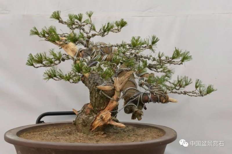 图解 赤松老桩怎么制作成盆景21个过程