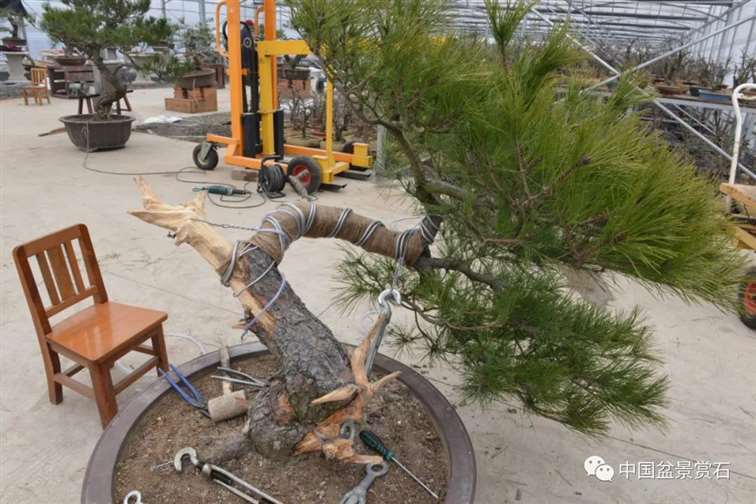 图解 赤松老桩怎么制作成盆景21个过程