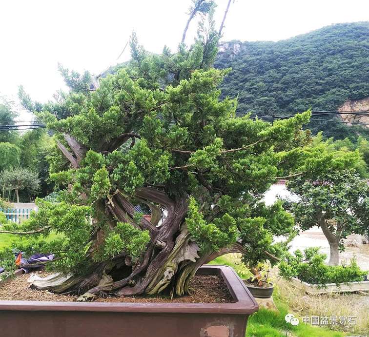 图解 真柏盆景怎么雕刻创作的7个过程