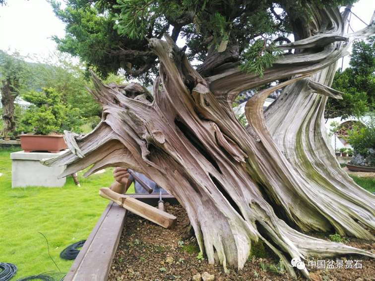 图解 真柏盆景怎么雕刻创作的7个过程