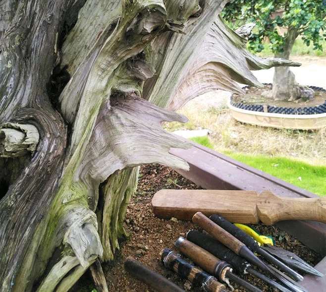 图解 真柏盆景怎么雕刻创作的7个过程