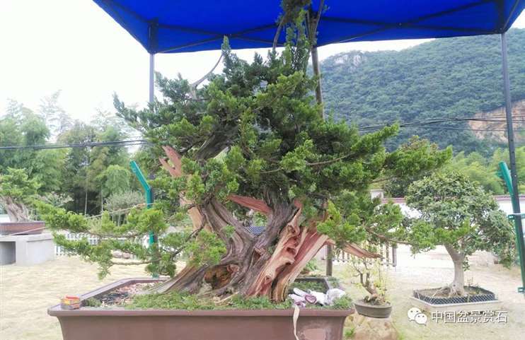 图解 真柏盆景怎么雕刻创作的7个过程