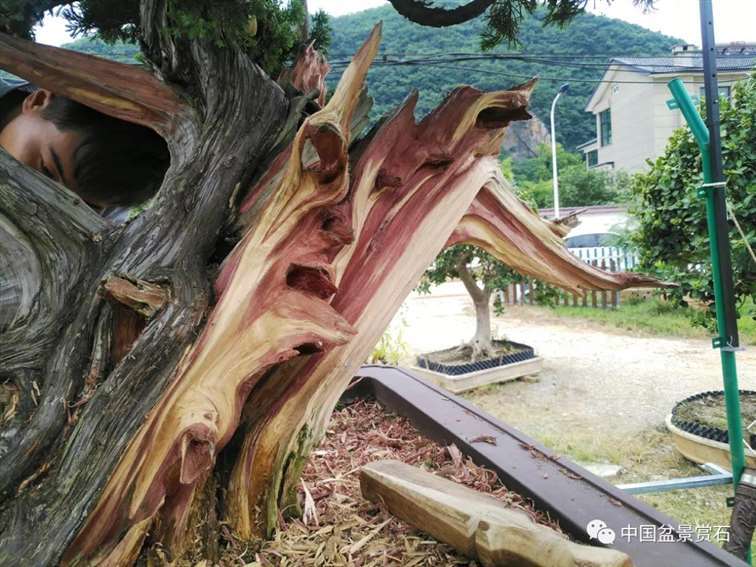 图解 真柏盆景怎么雕刻创作的7个过程
