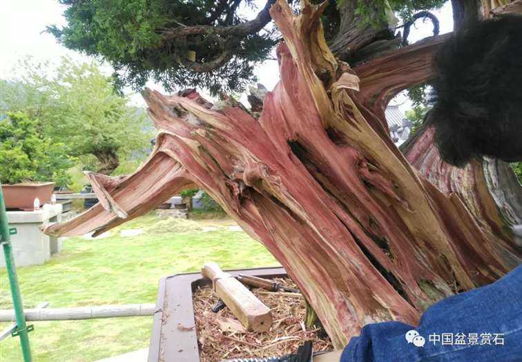 图解 真柏盆景怎么雕刻创作的7个过程