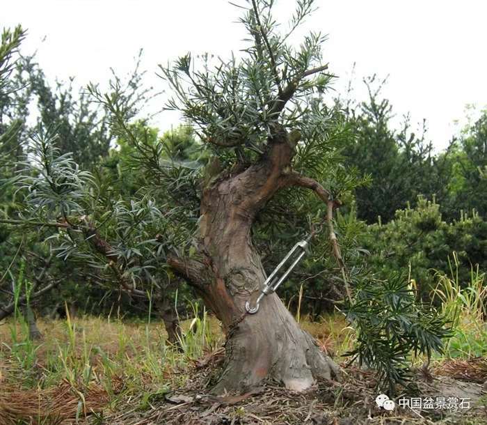 图解 罗汉松盆景 8年整型 前后对比 图片