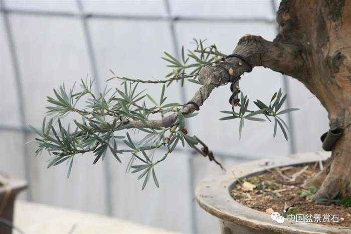 图解 罗汉松盆景 8年整型 前后对比 图片