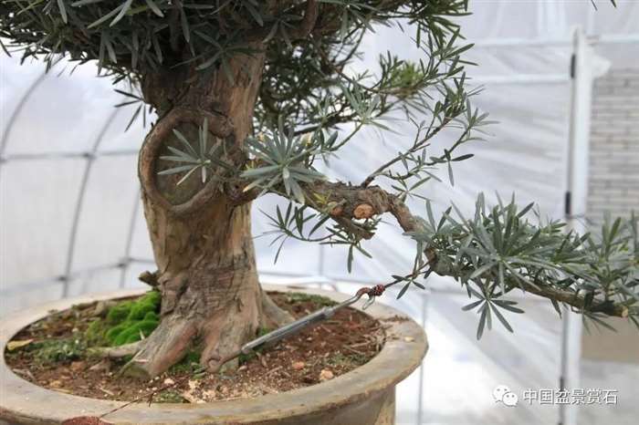 图解 罗汉松盆景 8年整型 前后对比 图片