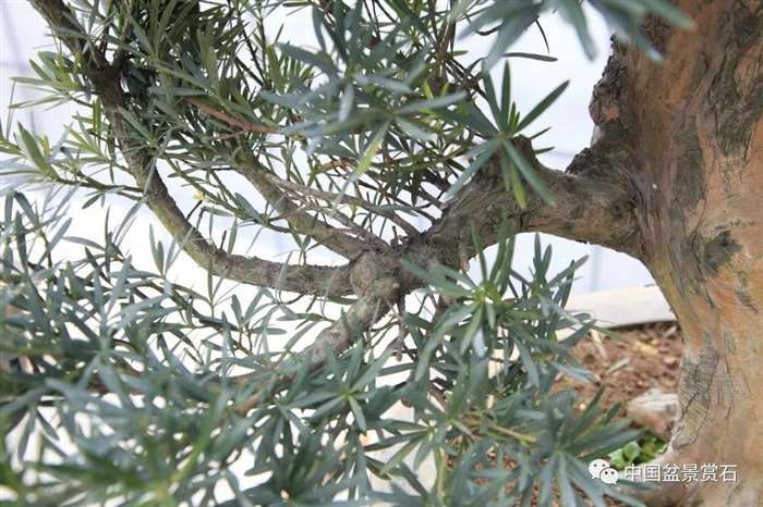 图解 罗汉松盆景 8年整型 前后对比 图片