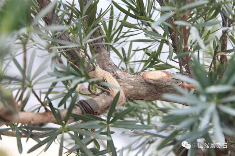 图解 罗汉松盆景 8年整型 前后对比 图片