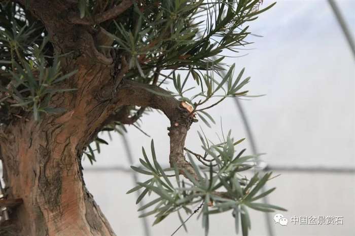 图解 罗汉松盆景 8年整型 前后对比 图片