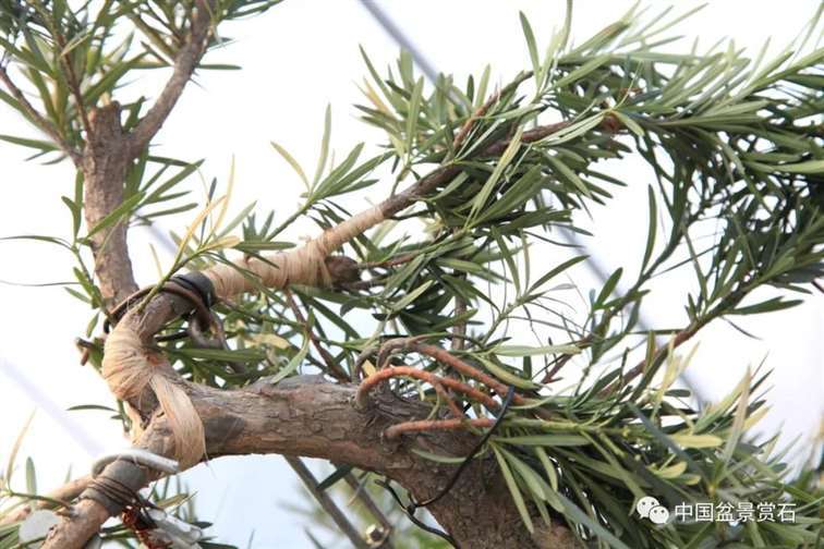 图解 罗汉松盆景 8年整型 前后对比 图片