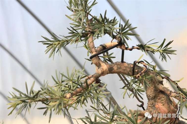 图解 罗汉松盆景 8年整型 前后对比 图片