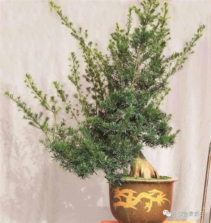 图解 罗汉松盆景 8年整型 前后对比 图片