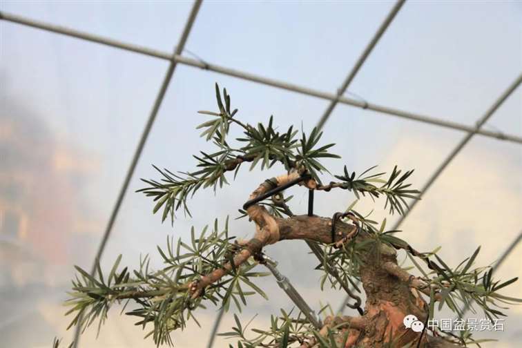 图解 罗汉松盆景 8年整型 前后对比 图片