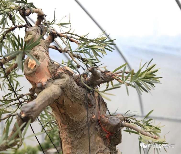 图解 罗汉松盆景 8年整型 前后对比 图片