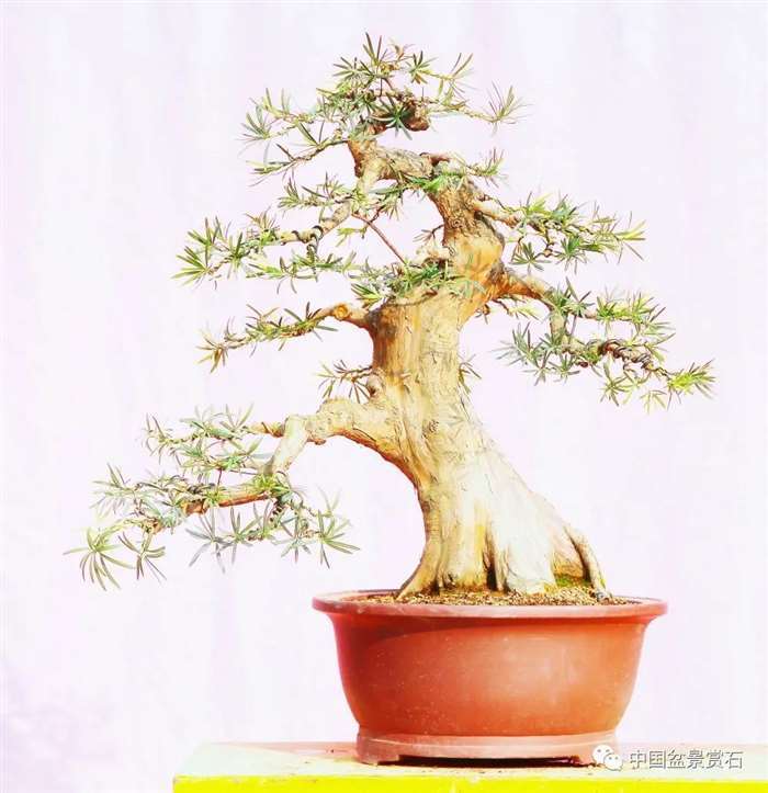 图解 罗汉松盆景 8年整型 前后对比 图片