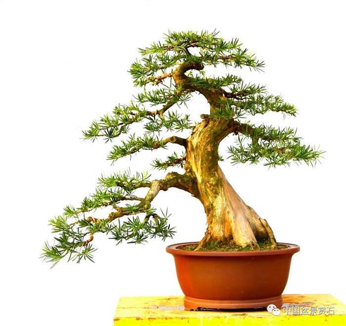 图解 罗汉松盆景 8年整型 前后对比 图片