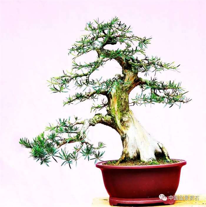 图解 罗汉松盆景 8年整型 前后对比 图片