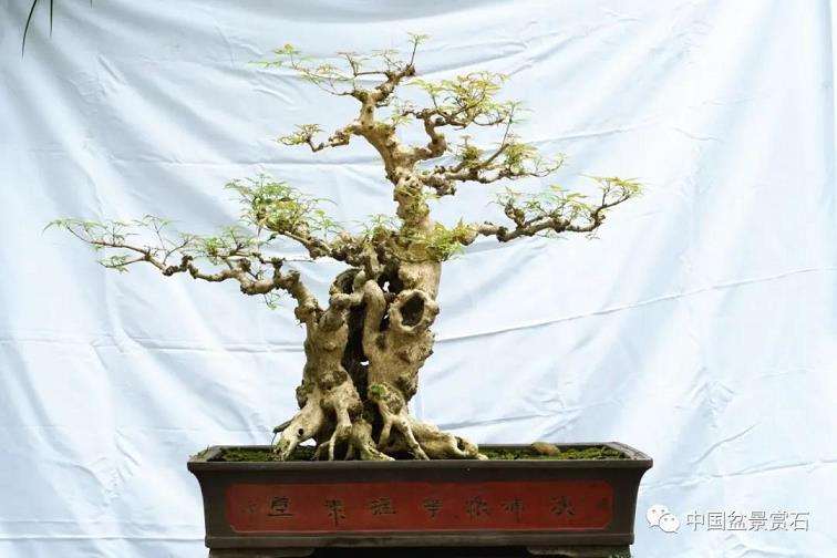 黄荆盆景上盆后怎么调整养护的3个方法