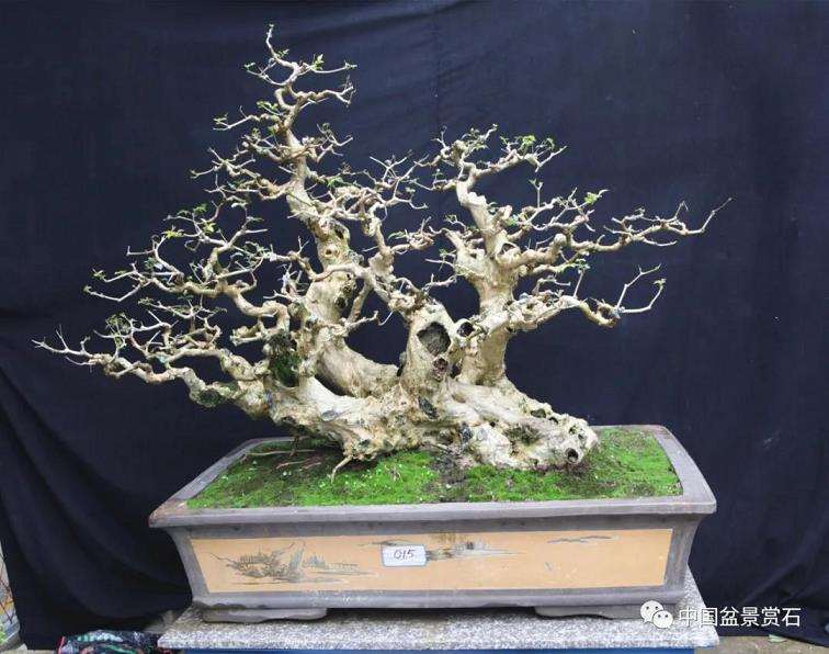 黄荆盆景怎么拿弯造型的3个方法