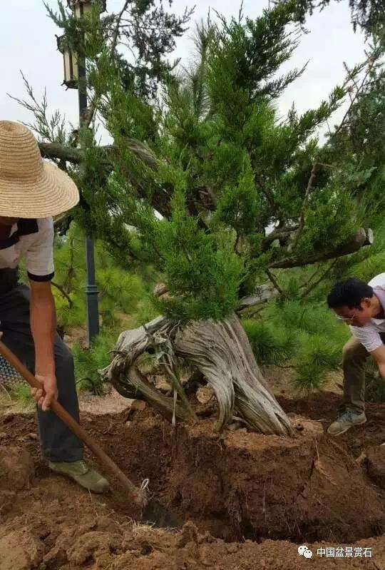 图解 樊顺利怎么创作刺柏盆景的15个过程