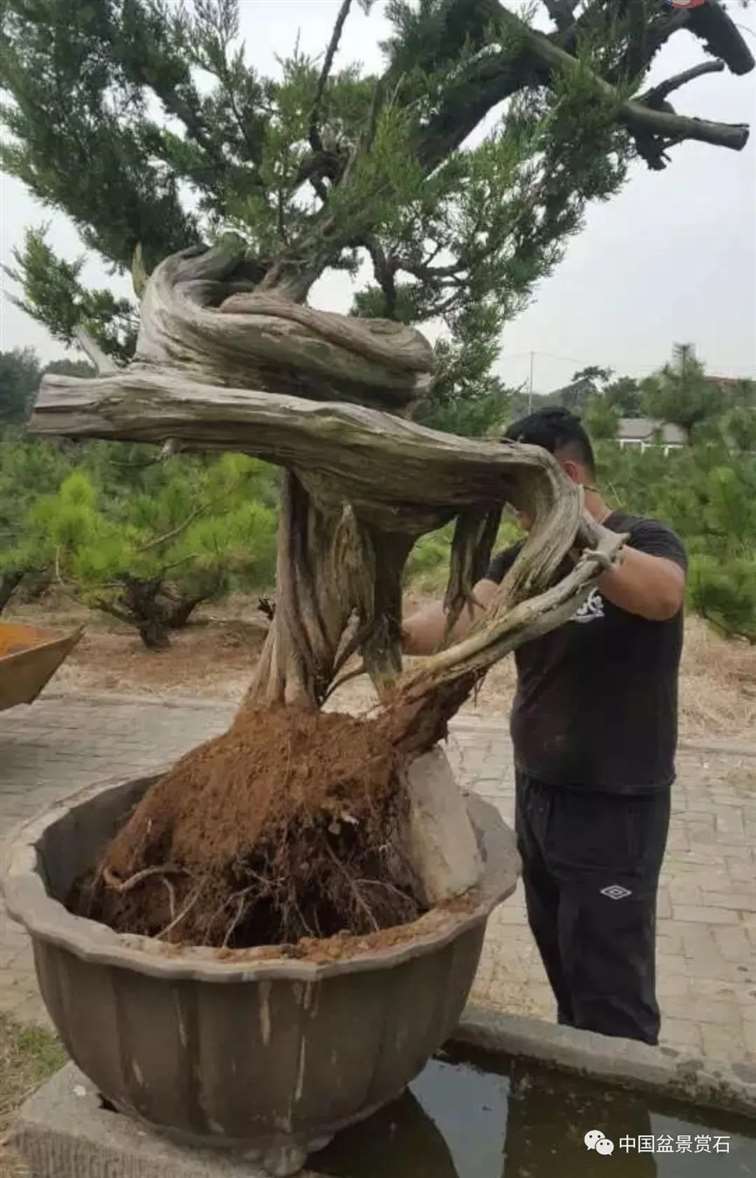 图解 樊顺利怎么创作刺柏盆景的15个过程