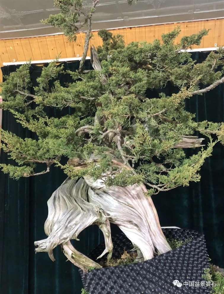图解 樊顺利怎么创作刺柏盆景的15个过程