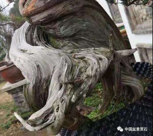 图解 樊顺利怎么创作刺柏盆景的15个过程