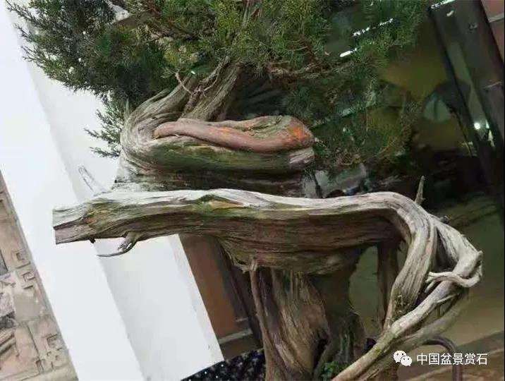 图解 樊顺利怎么创作刺柏盆景的15个过程