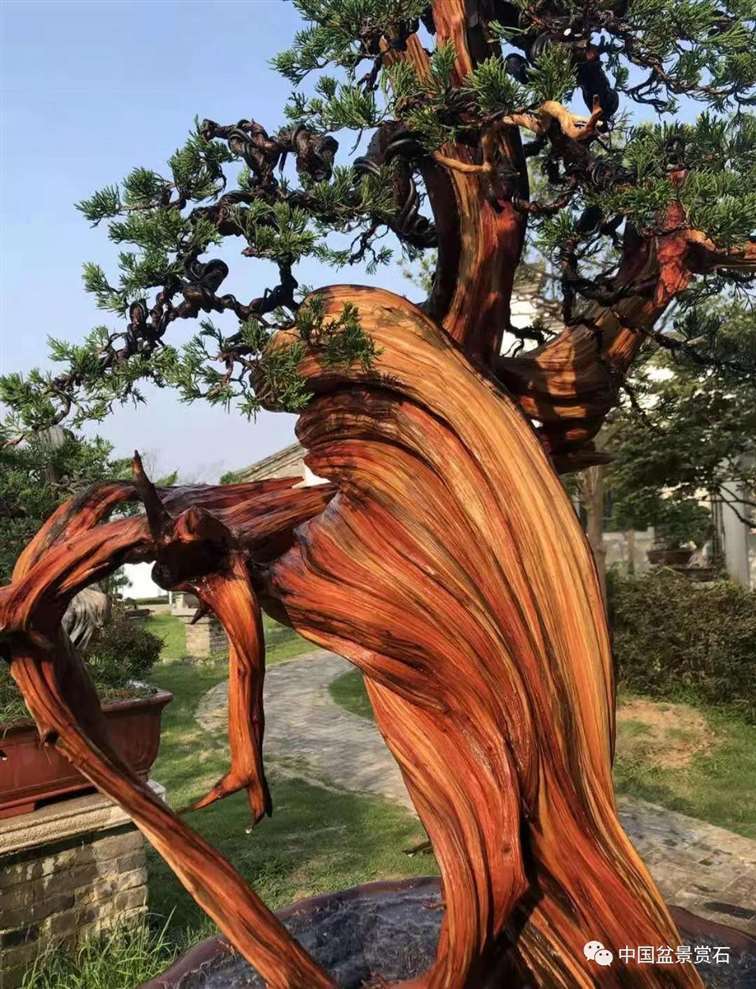 图解 樊顺利怎么创作刺柏盆景的15个过程